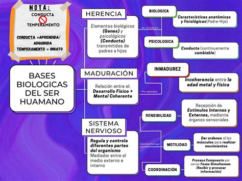 Bases Biol Gicas Del Ser Humano Alexandra Udocz