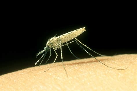 Transgenic Mosquitoes Cant Transmit Malaria