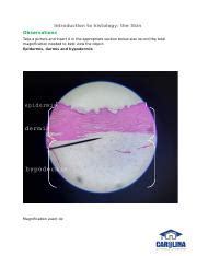 Introduction To Histology The Skin Answer Sheet Docx Introduction To