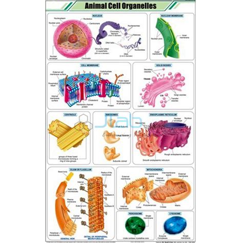 Animal Cell Organelles Chart India, Manufacturers, Suppliers ...