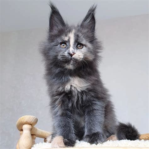 Blue Maine Coon Kittens For Sale 450 Maine Coon Kittens