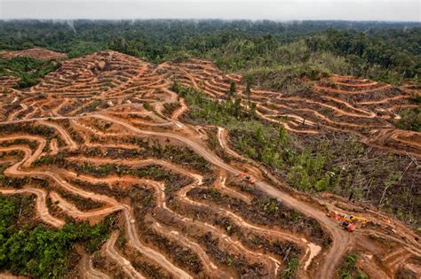 Huile de palme des entreprises un peu plus respectueuses des forêts