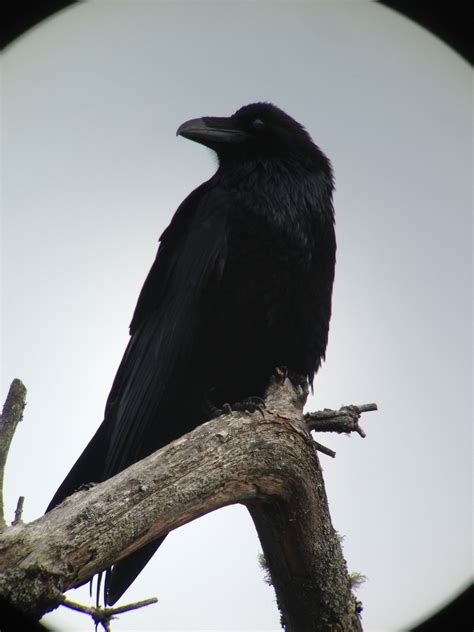 Communication Between Common Ravens And Eastern Coyotesan Observation