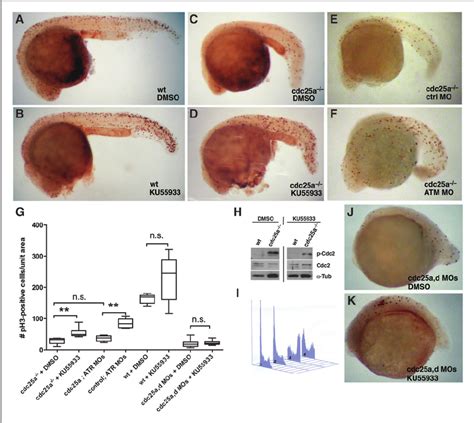 Inhibition Of Atm Attenuates The Cell Proliferation Defect In Cdc25a À