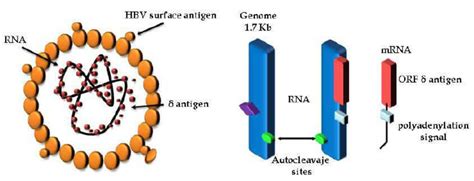 Hdv Virion And Genome Organization Hdv Rna Is Packed Through