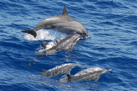 Spinner Dolphin | NOAA Fisheries