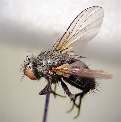 Actia Lamia Pinned Female Kenfig Dunes Glamorgan 2 Flickr