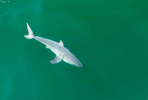 Unprecedented Footage First Ever Live Newborn Great White Shark Sighted