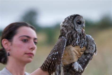 Chouette Hulotte Strix Aluco Tawny Owl Rel Ch D Une J Flickr