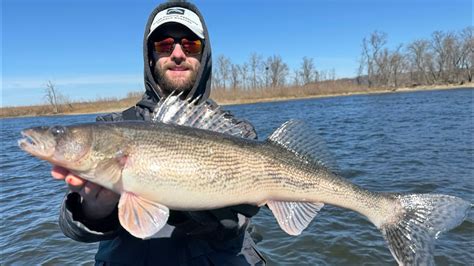 Spring Mississippi River Walleye And Sauger Fishing Youtube