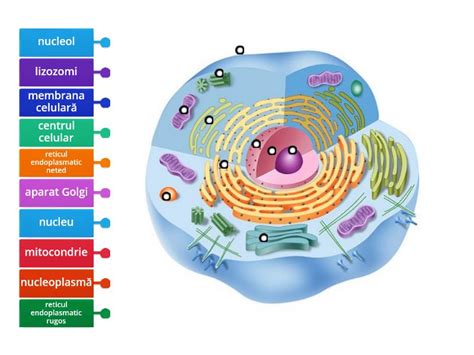 Celula - Labelled diagram