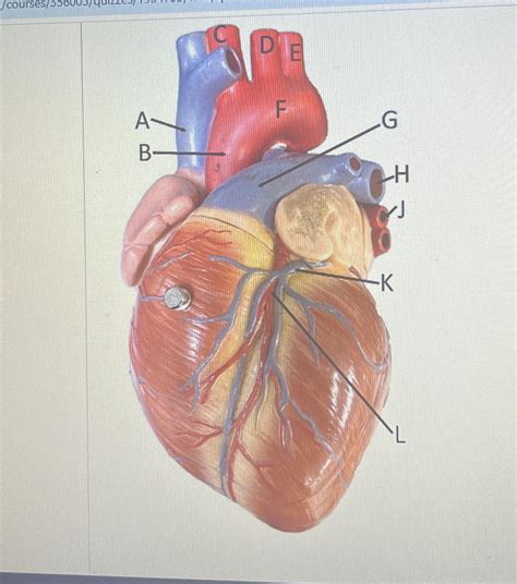 Solved Identify The Blood Vessel Labeled E Identify The Chegg