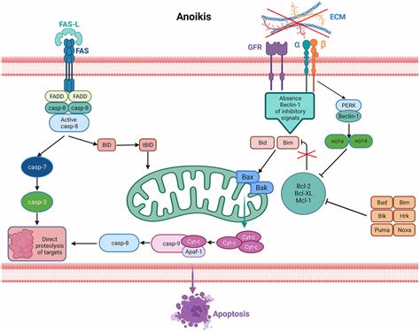 Prognostic Value And Immune Landscapes Of Anoikis Associated LncRNAs In