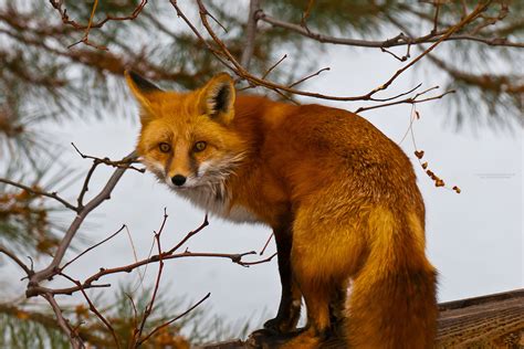 Red Fox Littleton Colorado Usa Blaine Harrington Iii