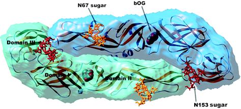 Dengue Virus Envelope Glycoprotein Structure New Insight Into Its