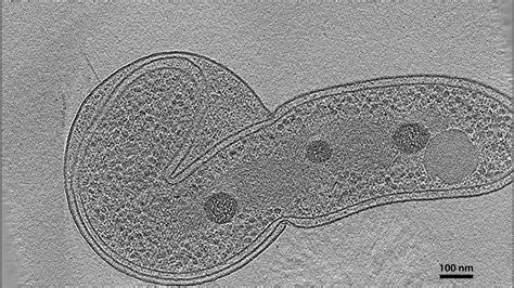 Predator Entry Atlas Of Bacterial And Archaeal Cell Structure