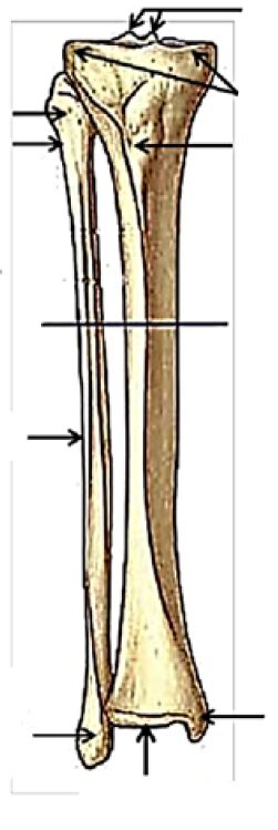 Schéma Tibia et fibula Diagram Quizlet