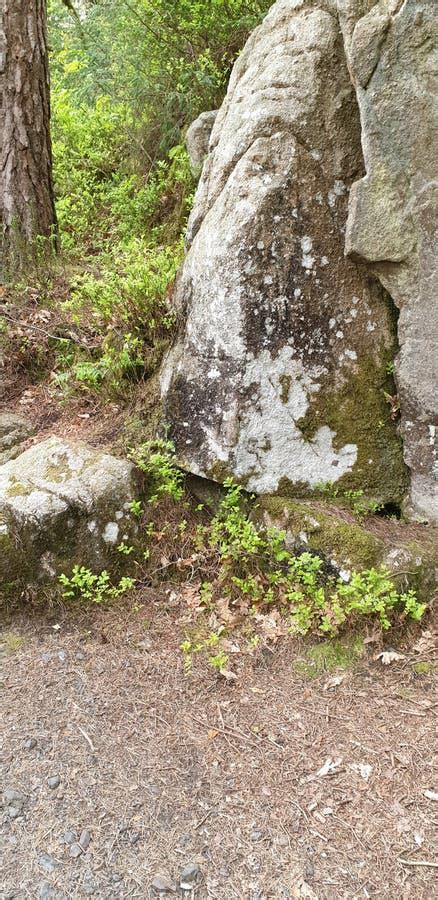 Dalbeattie Granite Dalbeattie Forest Kirkcudbrightshire Scotland Stock ...