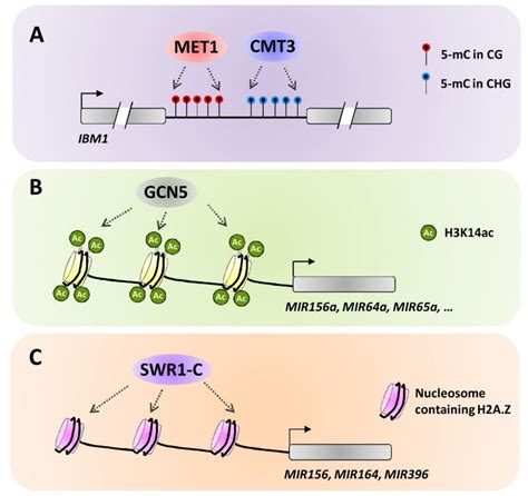 Simplified Models For The Transcriptional Mechanisms Of Epigenetic