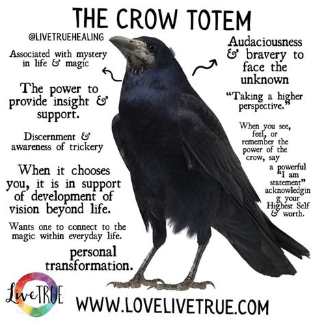 Spiritual Meaning Of Seeing Crows Powerful Crow Symbolism Artofit