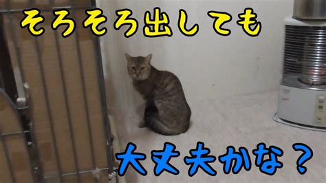 保護した野良猫を外に出してみたら Youtube