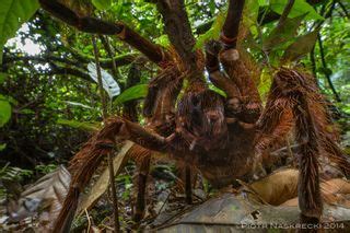 Goliath Birdeater: Images of a Colossal Spider | Live Science