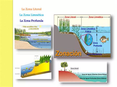 Biomas Acuáticos De Agua Dulce Ppt