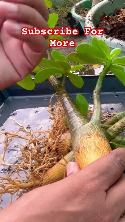 Desert Rose Plant Propagation Herewith Desertrose Plant Propagate Youtube