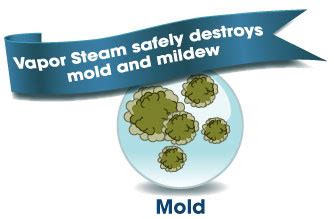 Do Steam Cleaners Kill Mold? | Best safe household cleaners