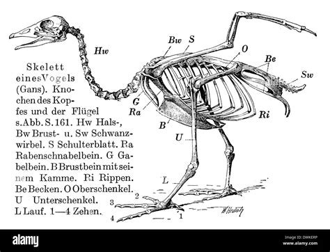 Goose Skeleton Natural Specimen Anatomy Model Articulated