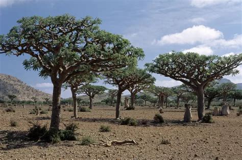 Essential Oil Frankincense Petoskey And Pine