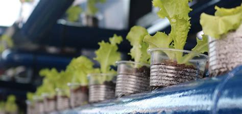 Aquaponie Comment Transformer Son Bassin En Potager