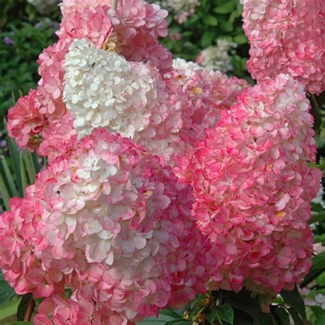 Гортензия метельчатая Pink and Rose (Пинк энд Роуз) купить в Екб