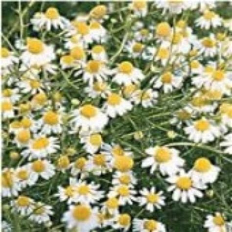 Reimer Seeds German Chamomile German Chamomile Seeds Common