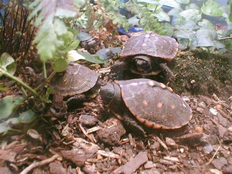 Baby Land Turtles