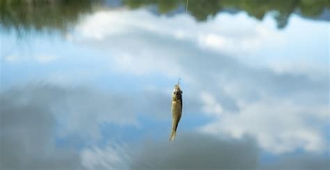 Premium Photo | Small fish on lake background