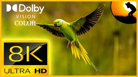 8K VIDEO ULTRA HD 120FPS SLOWMOTION BREATHTAKING BIRDS SLOWMOTION