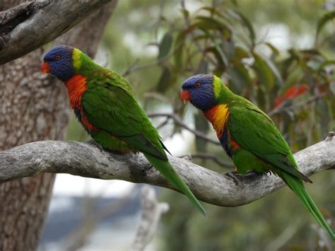 Rainbow Lorikeet Birds In Sydney