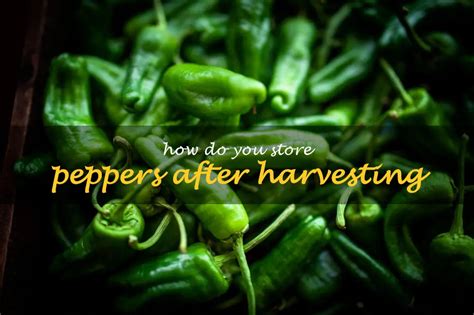 How Do You Store Peppers After Harvesting ShunCy