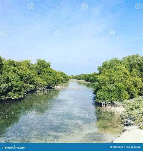 Mangroves Of Al Thakhira Stock Image Image Of Nature 72559935