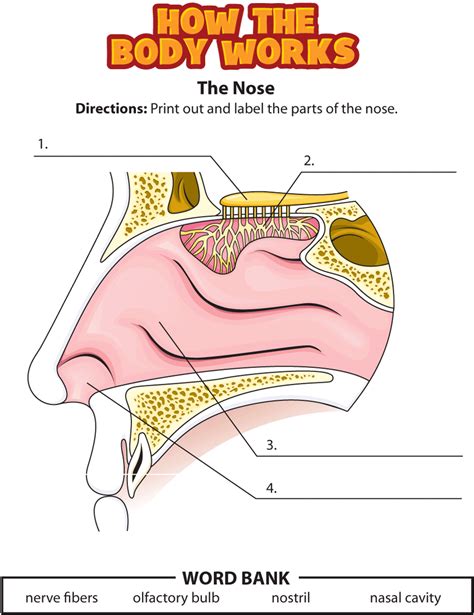 Diagram Of The Nose For Grade Blank