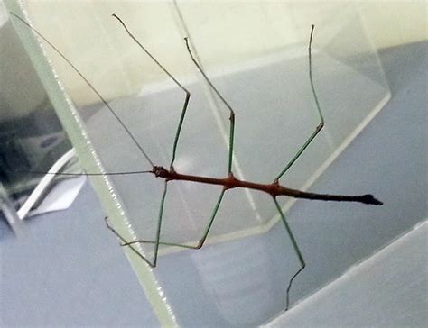 Pacific Science Center Life Sciences: A Stick Bug Mystery