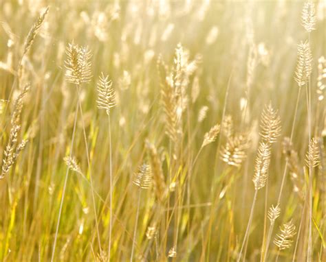 Prairie Western Wheatgrass One Of The Native Grasses You W Flickr