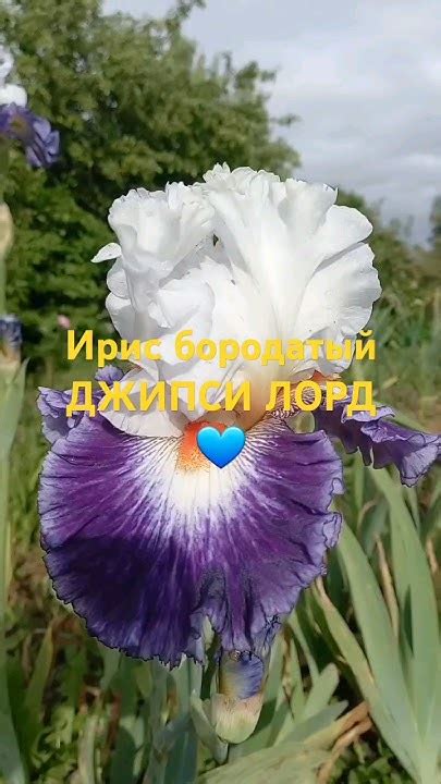 💙Ирис бородатый "ДЖИПСИ ЛОРД"💙 #ирисы #ирисыбородатые #цветы #сад - YouTube