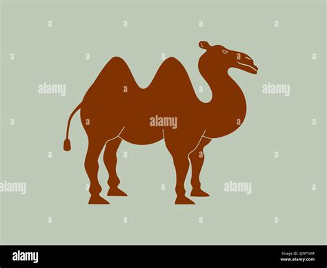 Bactrian camel isolated Stock Vector Image & Art - Alamy