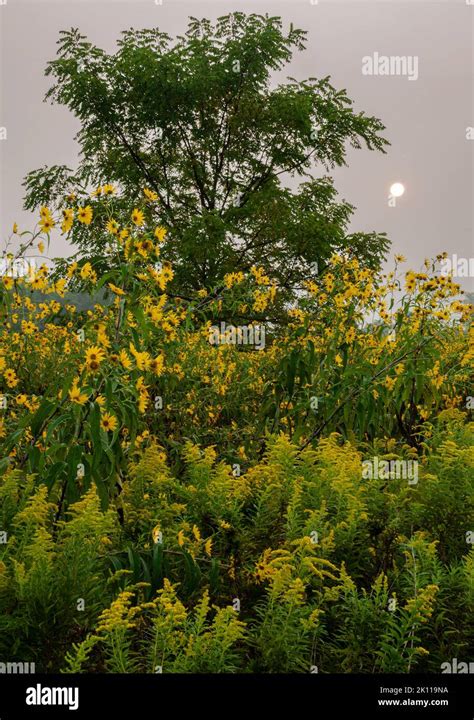 Goldenrod Tree With Yellow Flower Banque De Photographies Et Dimages à