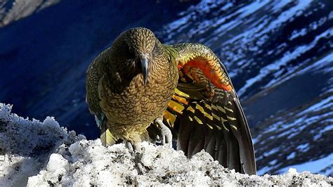 Newsela | New Zealand bird of the year: Playful alpine parrot kea soars ...