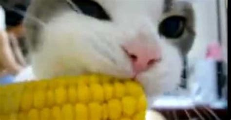 14 Cutest Videos of Cats Eating People Food