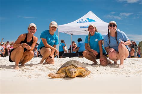 Seven Sea Turtles Released After Rehabilitation At Gulfarium C A R E