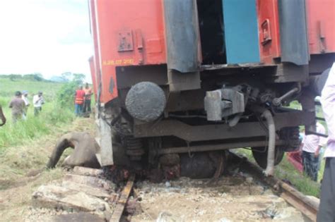 Trains Killing Wild Elephants Pod Volunteer